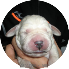 オレンジ子犬(マリ)